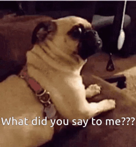 What Did You Say To Me Dog GIF - What Did You Say To Me Dog Scared GIFs