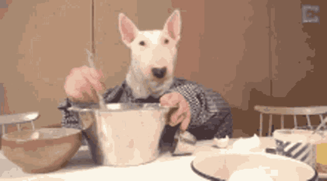 a bull terrier dog is sitting at a table mixing something in a bowl