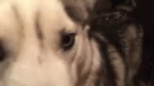 Dog Huskie GIF - Dog Huskie Clip GIFs