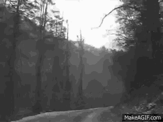 a black and white photo of a dirt road in the woods