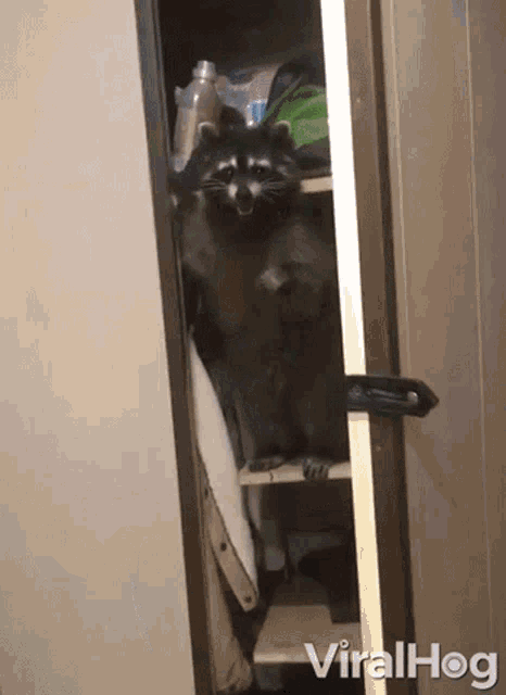 Surprise Raccoon Coming Out Of The Closet GIF - Surprise Raccoon Coming Out Of The Closet Pet Raccoon GIFs
