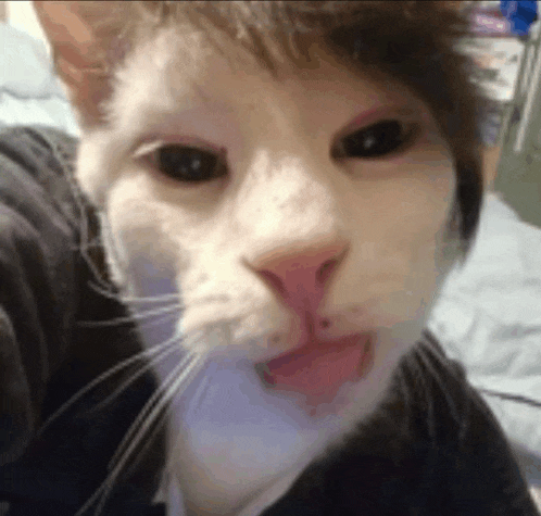 a close up of a cat with its tongue out .