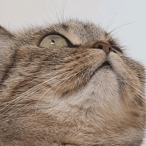 a close up of a cat 's face with a white background