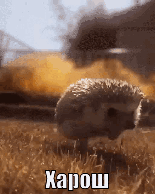 Hedgehog ёж GIF - Hedgehog ёж бум GIFs