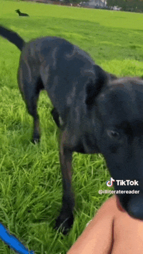 a black dog standing in a grassy field with a blue leash on