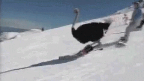 Struzzo Sciare Neve Andiamo A Sciare Sport GIF - Ostrich Ski Snow GIFs