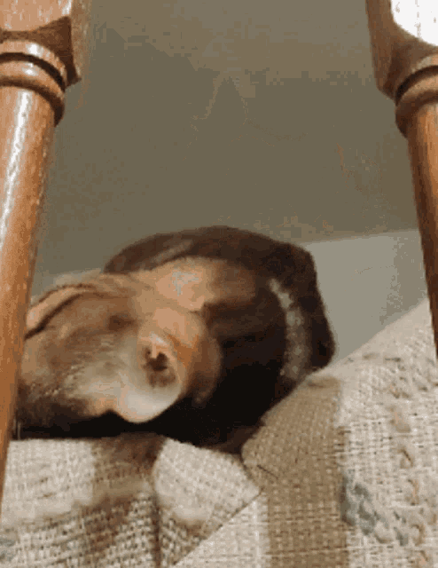 Zelda Cat GIF - Zelda Cat Yawn GIFs