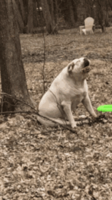 a dog is sitting in the leaves with a frisbee in its mouth