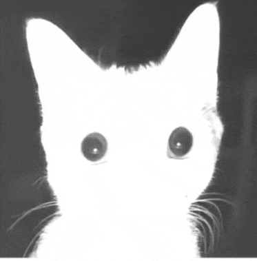 a black and white photo of a white cat 's face