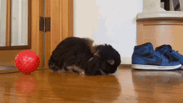 a black dog laying on the floor next to a pair of blue nike shoes