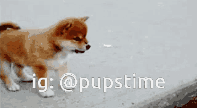 a shiba inu puppy is walking on a sidewalk with the words ig : @pupstime above it