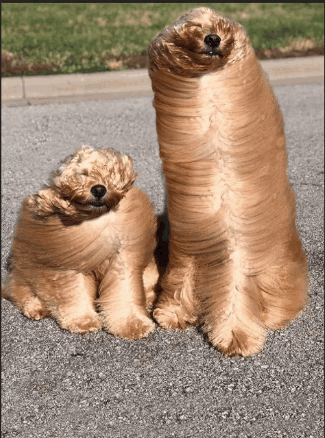 two dogs are sitting next to each other on a road