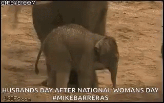 Husbands Day National Womans Day GIF - Husbands Day National Womans Day GIFs
