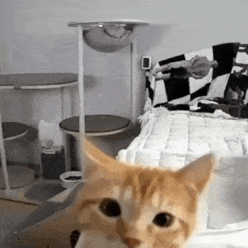 a cat is looking at the camera while sitting on a bed in a room .