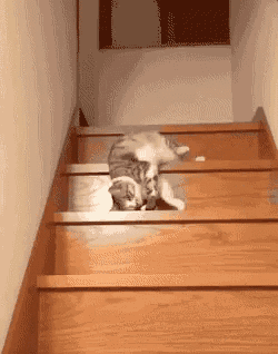 Cat Stairs GIF - Cat Stairs Lazy GIFs