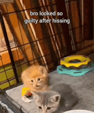 two kittens are sitting next to each other in a cage with a toy in the background .