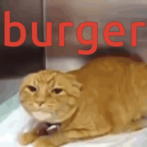 Burger Cat GIF