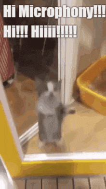 a cat is standing on its hind legs in front of a mirror and waving at the camera .