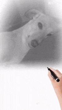 a person is drawing a picture of a white dog on a white board
