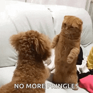 a dog and a cat are standing next to each other on a couch and looking at each other .