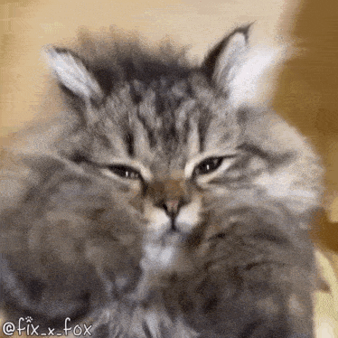 a close up of a cat with its eyes closed .