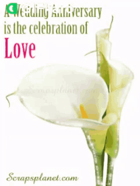 a wedding anniversary is the celebration of love written on a card