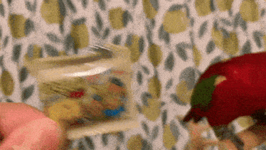 a person is holding a plastic container with a bird standing in the background