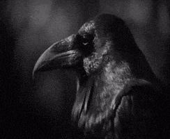a black and white photo of a crow with the name kraalg