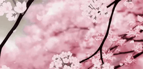 Pink Cherry Blossom GIF - Pink Cherry Blossom Flowers GIFs
