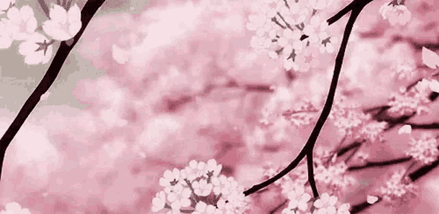 a close up of a cherry blossom tree with pink flowers on it