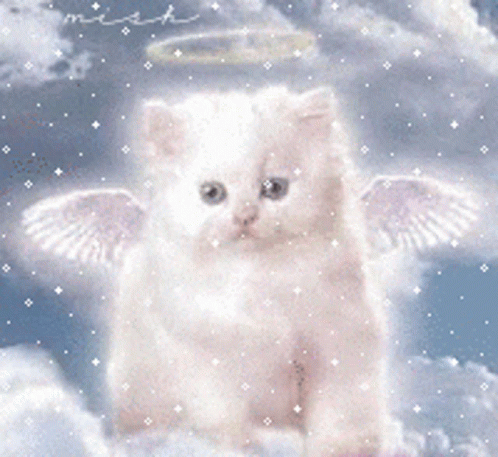 Cat Cute GIF - Cat Cute Angel GIFs