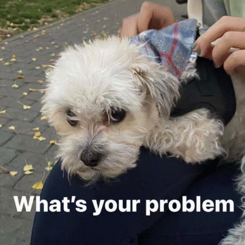 Whats Your Problem What GIF - Whats Your Problem What Haha GIFs