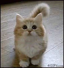 Kitten Curious GIF - Kitten Curious Cute Cat GIFs