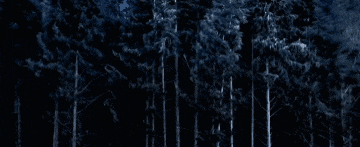 a dark forest with trees that are very tall and dark