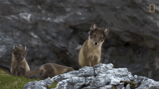 Staring National Geographic GIF - Staring National Geographic The Arctic Fox Looks For A Meal GIFs