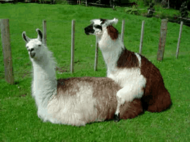 two llamas are laying in a grassy field .