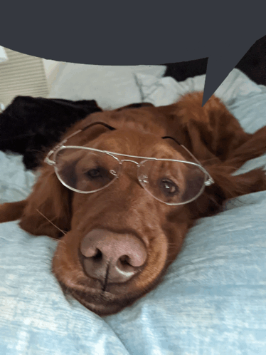 Doggy Dogs GIF - Doggy Dog Dogs GIFs