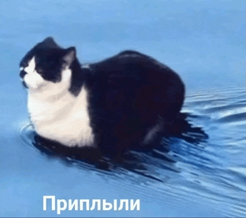 a black and white cat is swimming in a body of water with the words " приплыли " below it