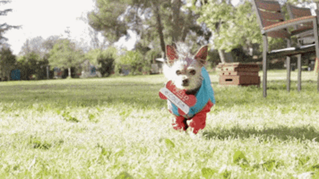 Chihuahua Funny GIF - Chihuahua Funny Costume GIFs