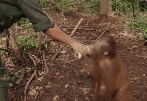 a brown monkey is standing next to a tree in the dirt