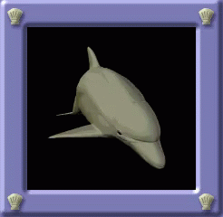 Dolphin Swim GIF - Dolphin Swim Ocean GIFs
