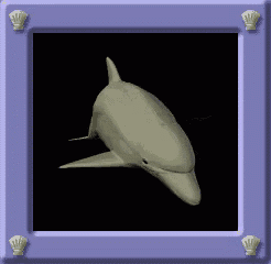 a picture of a dolphin in a frame