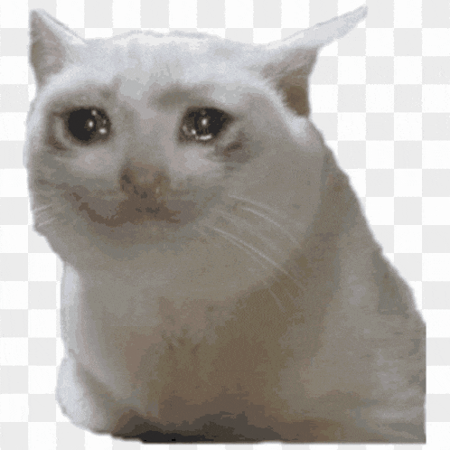 a white cat is crying and looking at the camera .