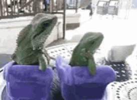 two lizards are sitting on top of purple containers