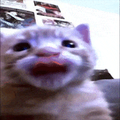 Gatito Lengua Gato Lengua GIF - Gatito Lengua Gato Lengua Cat Lengua GIFs