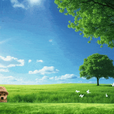 a dog is laying in a grassy field with a tree in the background