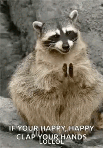 Raccoon Clap GIF - Raccoon Clap Clapping GIFs