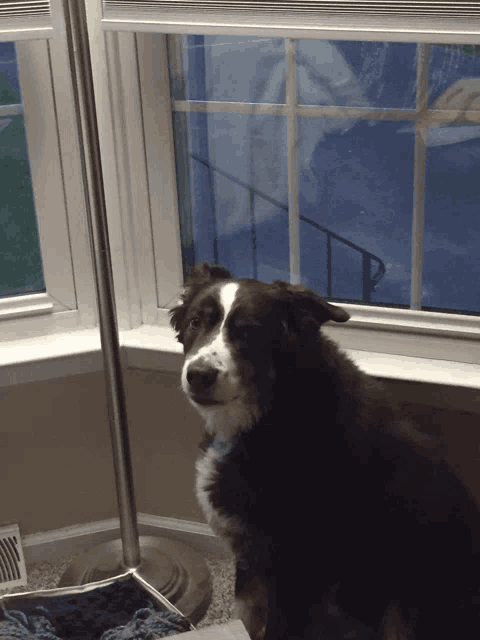 a black and white dog is looking out of a window
