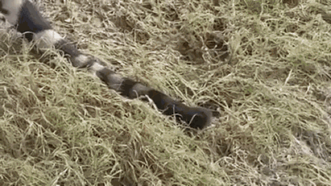 a close up of a cat 's tail laying on top of a pile of hay .