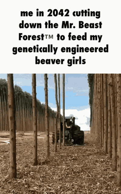 a meme about cutting down the mr. beast forest to feed genetically engineered beavers girls